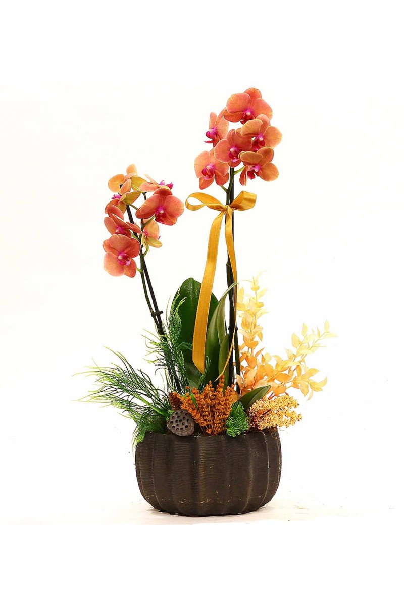 Dekoratif Saksıda Çift Dallı Ateş Orkide