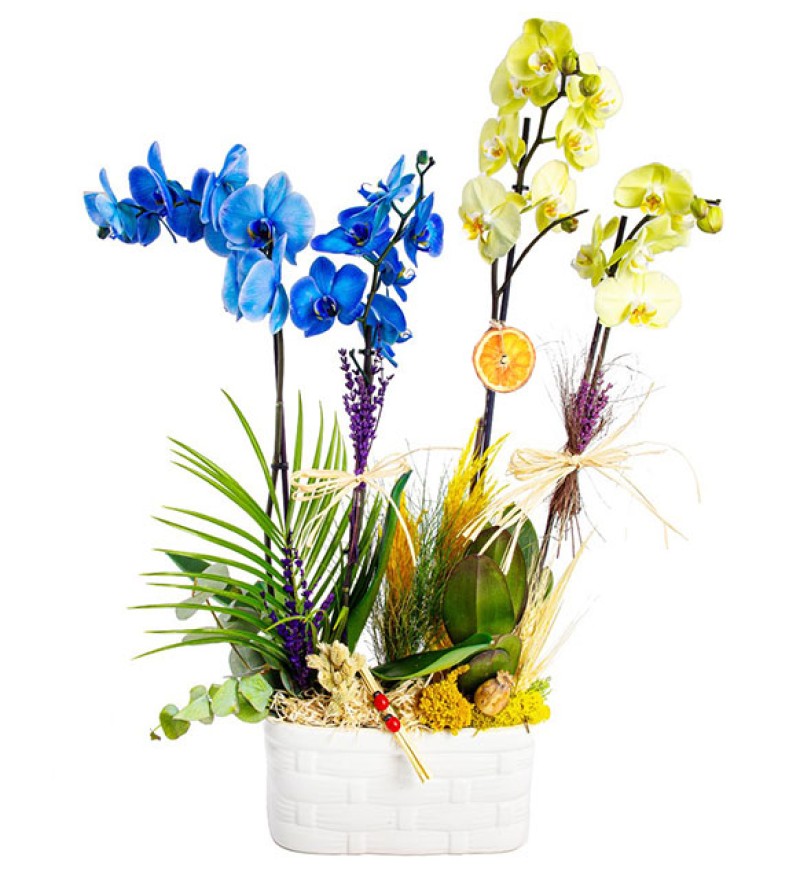 White And Yellow Orkide