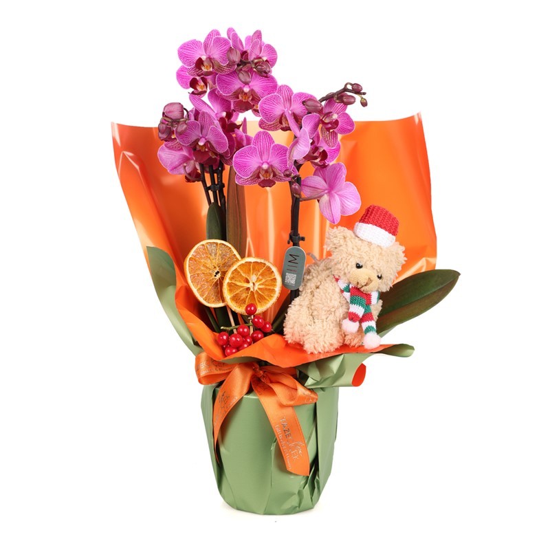 Magical Moments Christmas Orkide