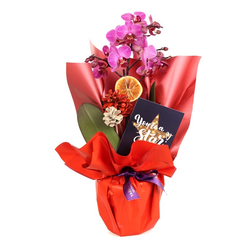 My Star Christmas Orkide