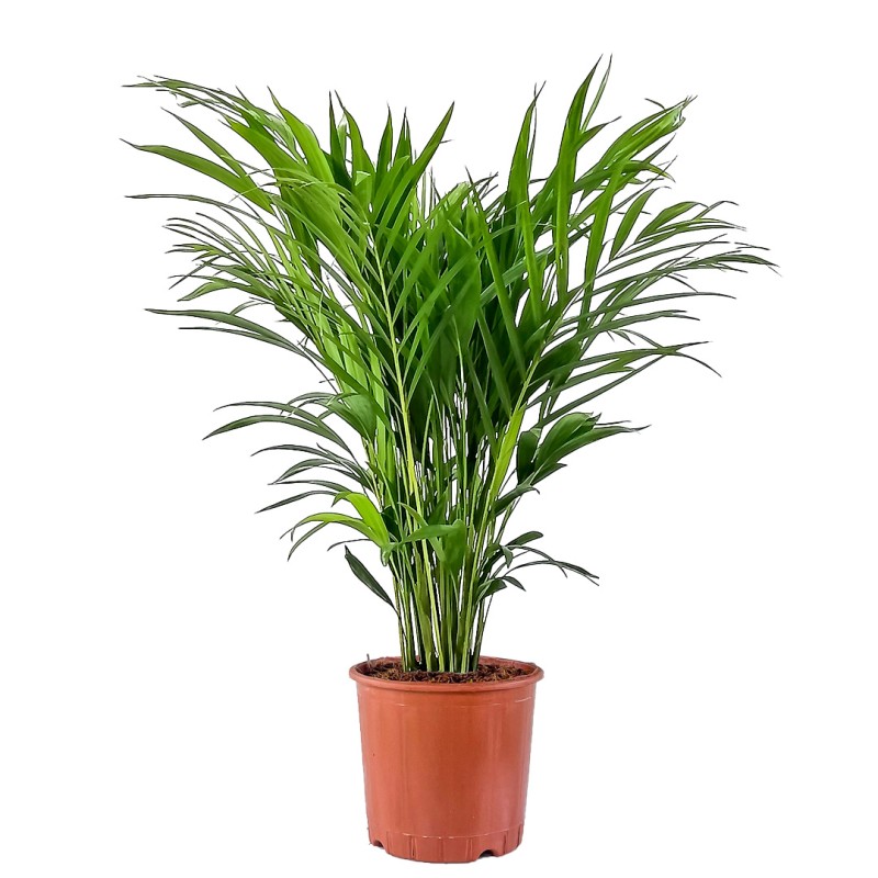 Areka Palmiyesi (Dypsis Lutescens)