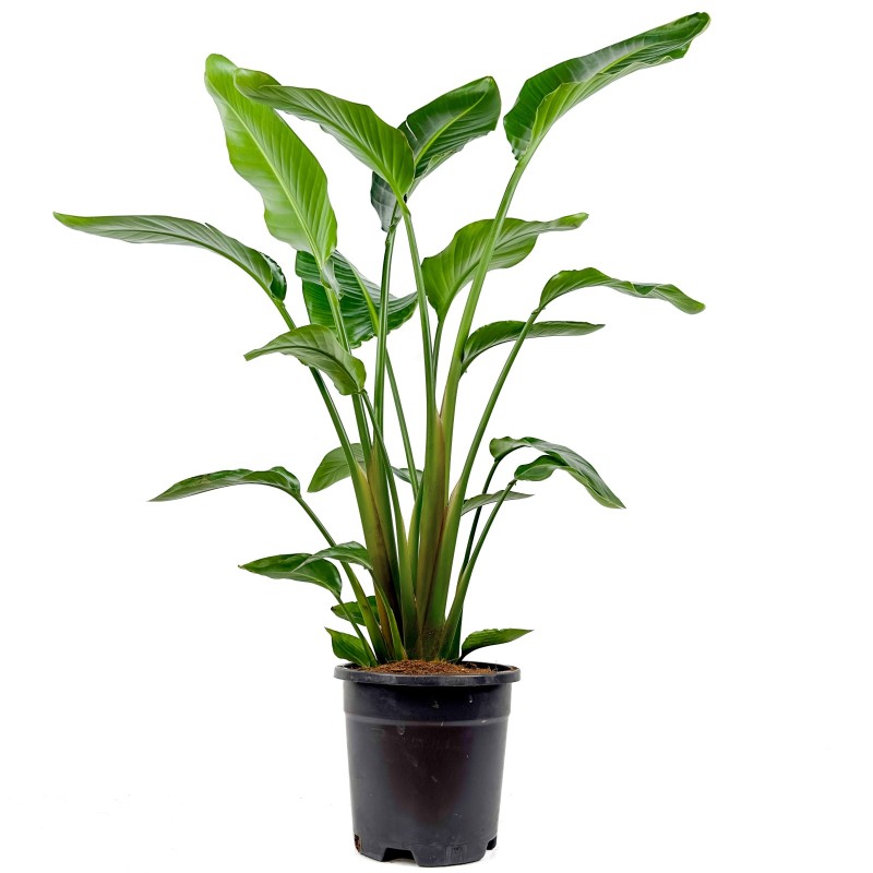 Starliçe Large (Strelitzia Nicolai)