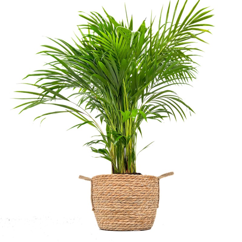Areka Palmiyesi Large (Dypsis Lutescens) Hasır Saksılı