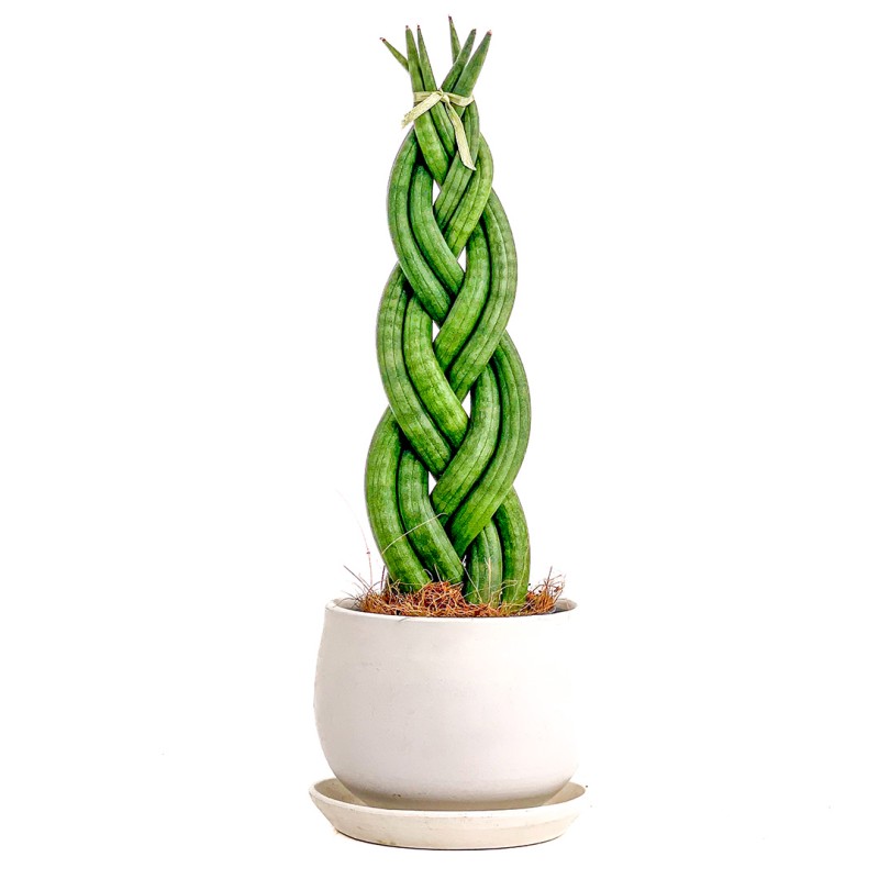 Örgülü Paşa Kılıcı Curvy