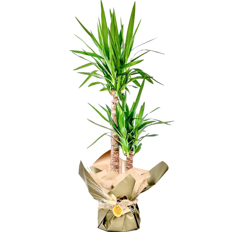 Yuka 2 Gövdeli (Yucca Massengena) Hediye Paketli