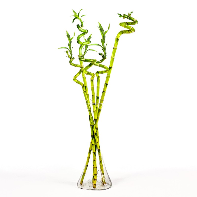 Şans Bambusu 5'li (Dracaena Lucky Bamboo) Vazolu Set