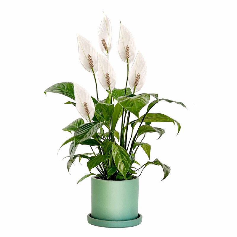 Barış Çiçeği (Spathiphyllum) Ruby