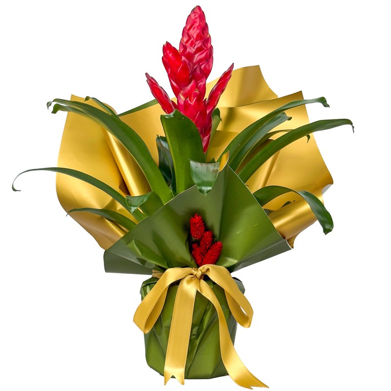 Kırmızı Alev Kılıcı Çiçeği (Vriesea Splendens)