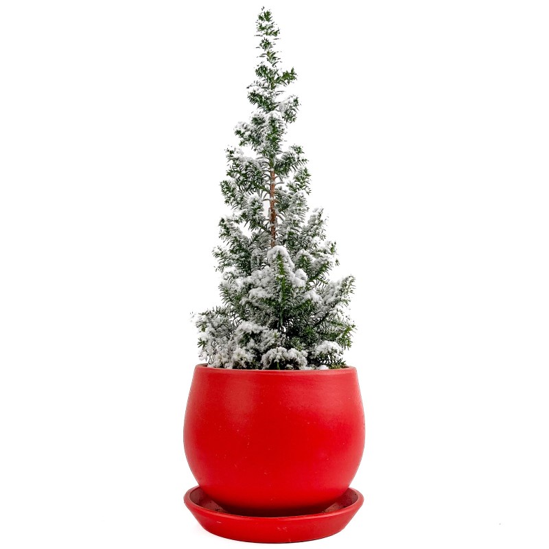 Elwoodii Çamı - Yılbaşı