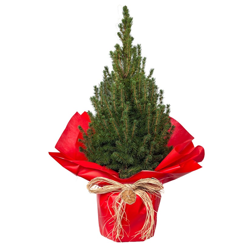 Canlı Yılbaşı Çamı