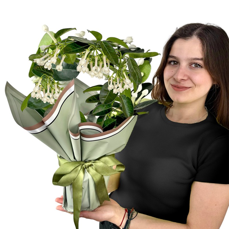 Madagaskar Yasemini (Stephanotis Floribunda) Hediye Paketli