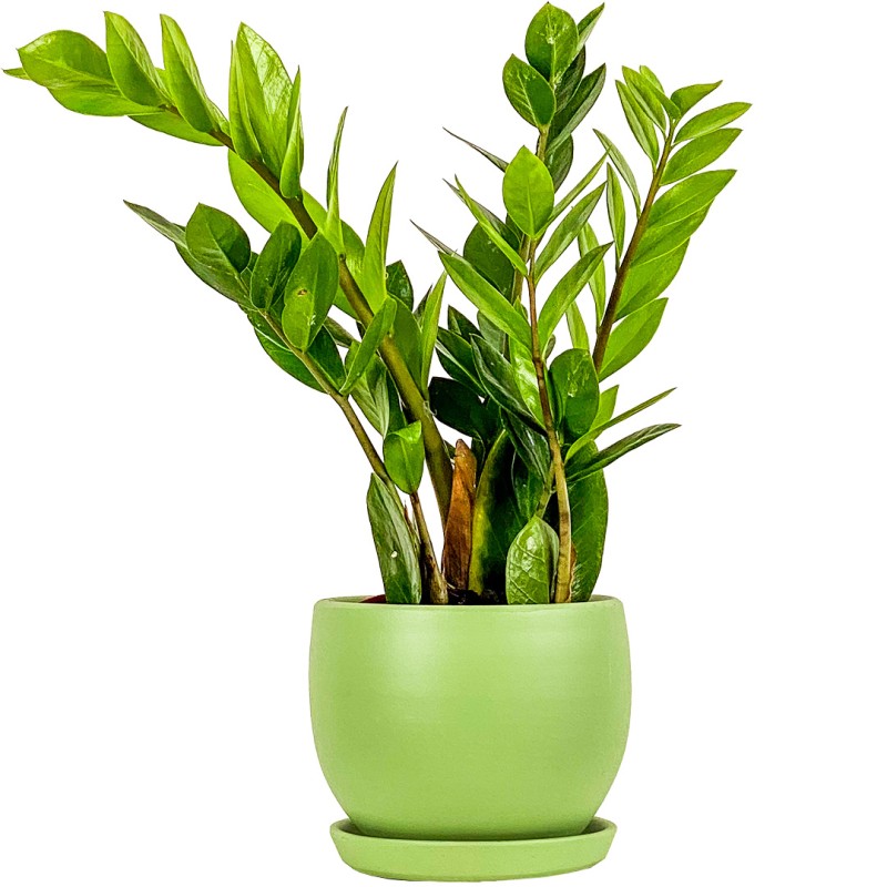 Zamia Mini (Zamioculcas Zamiifolia) Curvy