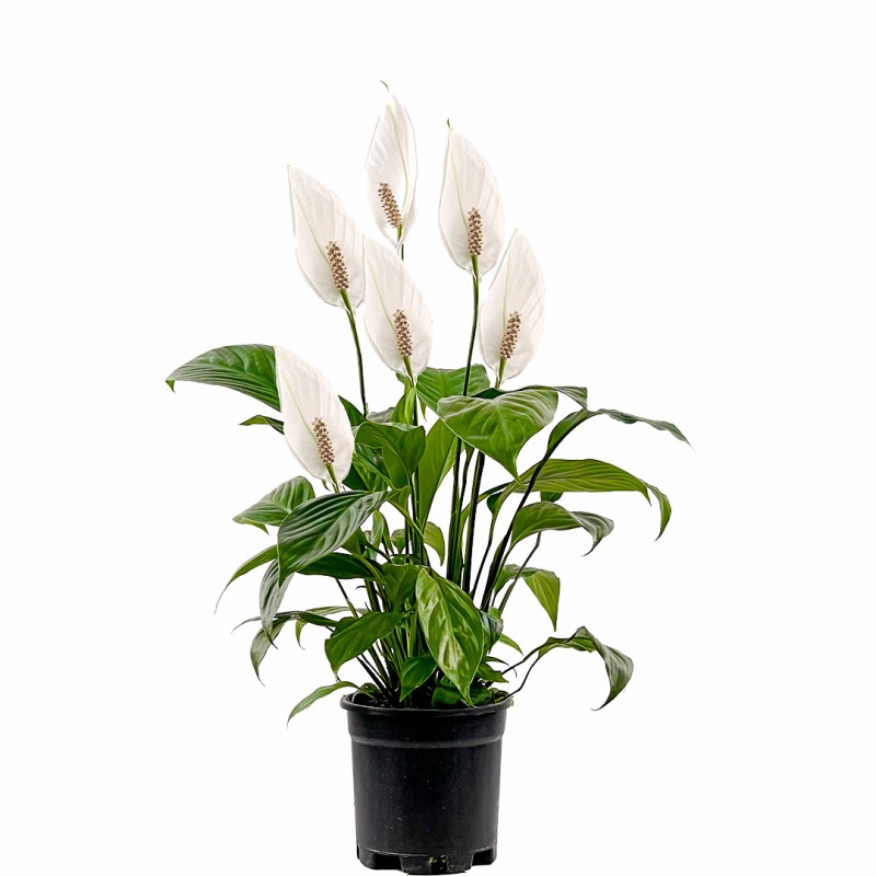 Barış Çiçeği (Spathiphyllum)