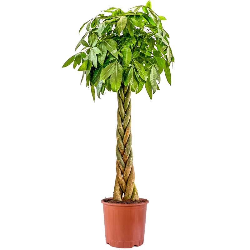 Örgülü Para Ağacı XL (Pachira Aquatica)