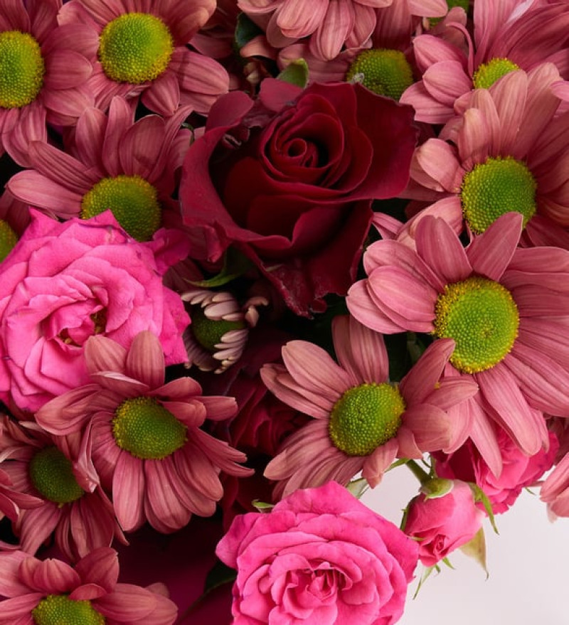 Lila Bukette Bartolli, Pembe Çardak ve Kırmızı Gül