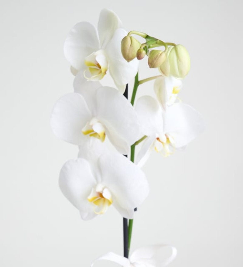  Phalaenopsis Tek Dal Orkide Çiçeği