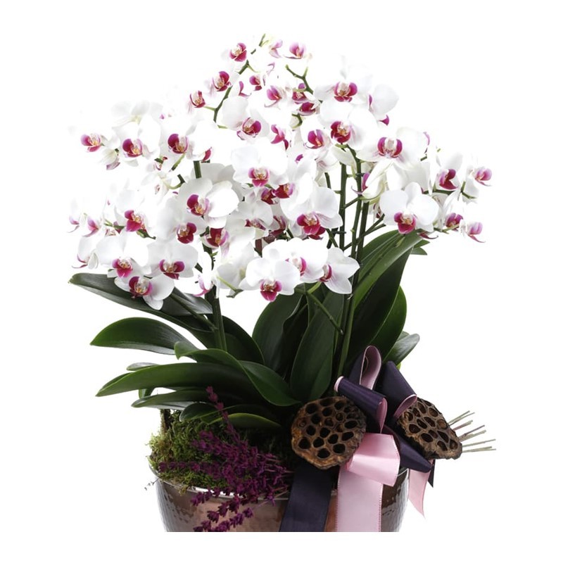 Deluxe Pink & White Orkide