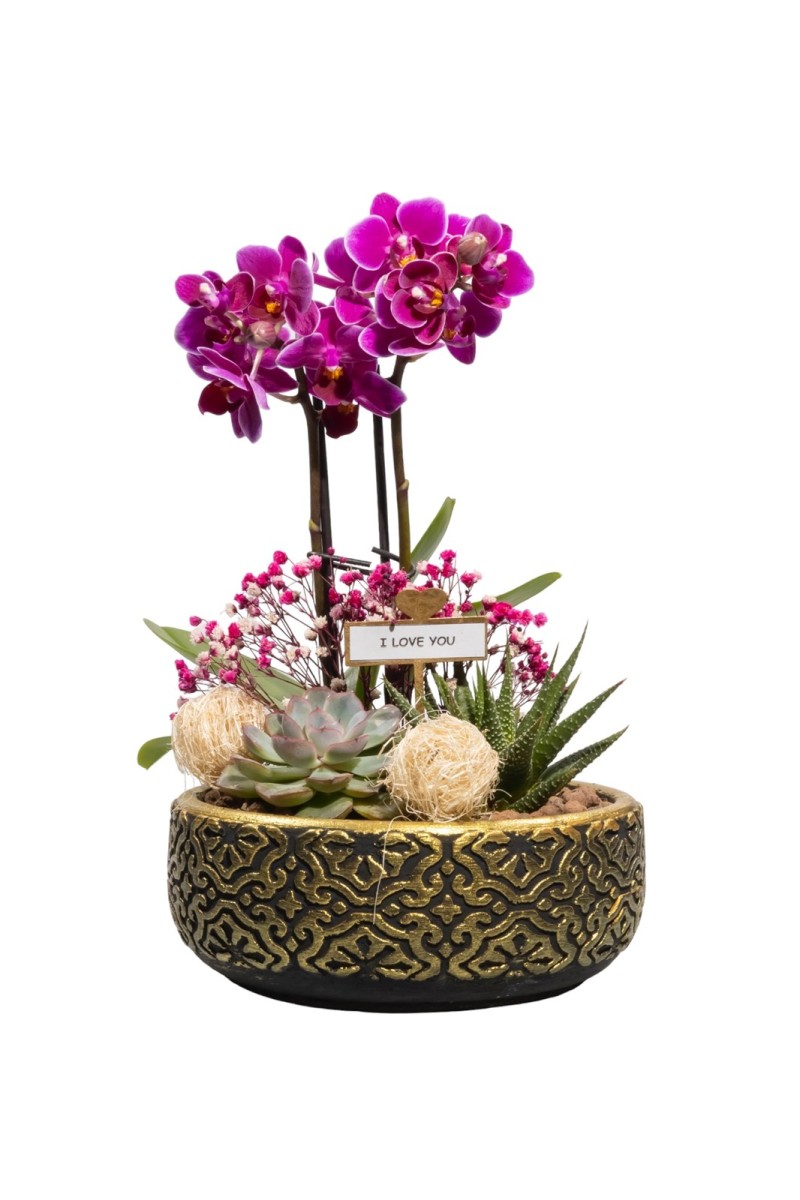 Desenli Beton Saksıda Mini Orkide Ve Sukulentler